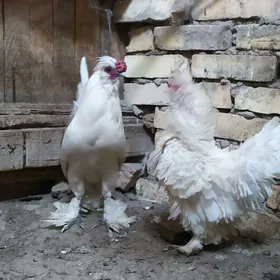 karlyk horoz tovuk par