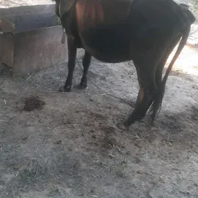 Goleli sygyr