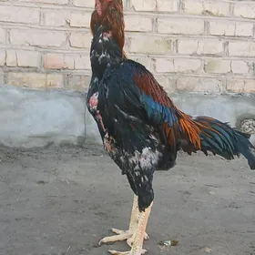Ozbek horaz