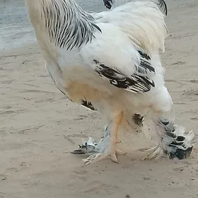 brama gigant