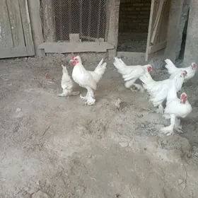 . karlik harazlae