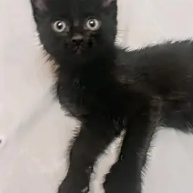 Котёнок мальчик