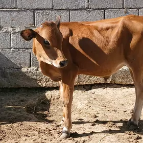 gole okuzce