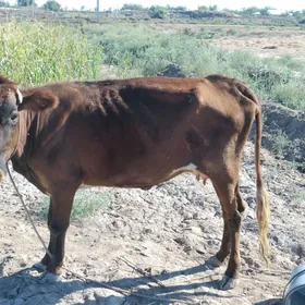 tanaly sygyr birinji garyn
