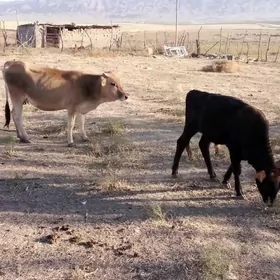 Sygyr 1 öküz 1