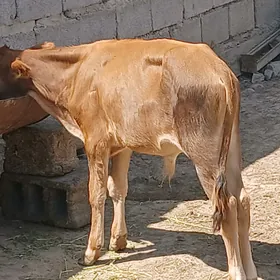 gole okuzce
