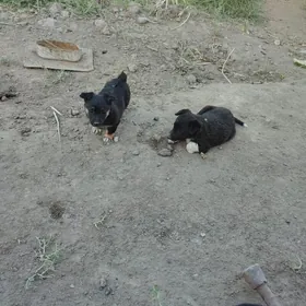 в добрые руки