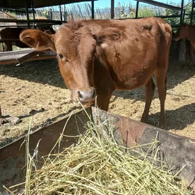 burlat göle