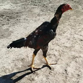 Horaz