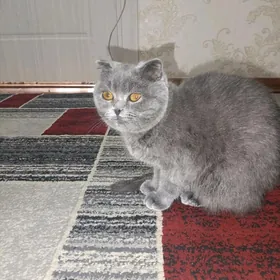 пишик