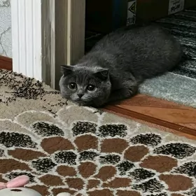 вислоуха