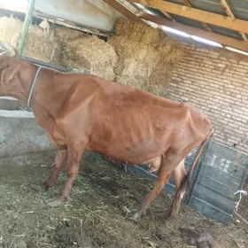 gysyr sygyr