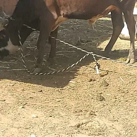 ôkûz