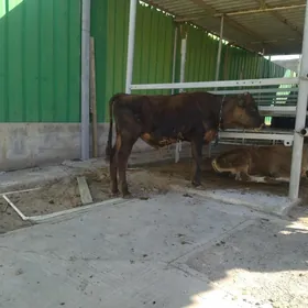 okuzce