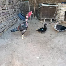 Horaz