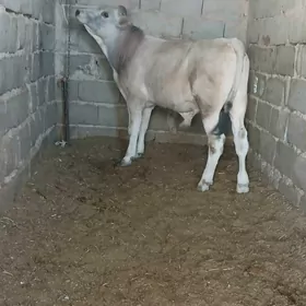 öküz
