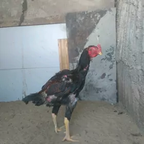 taşkent