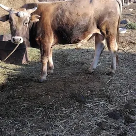 öküz