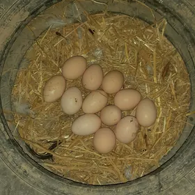 Brama ýumurtga
