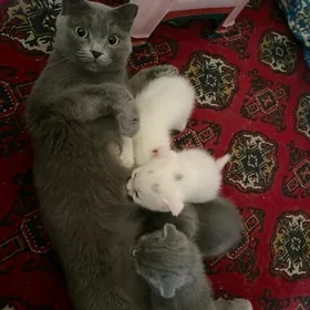 котята