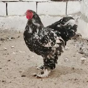 Brama