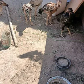 Taşgent jüje 4 aý bolup geçen