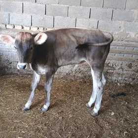 göleli sygyr