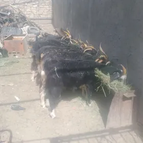geçi