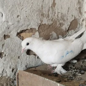 kepderi