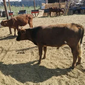 sygyr we göleler