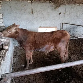 dacada úaşamaly mala seretmeli