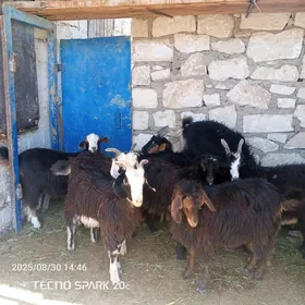 çebiş