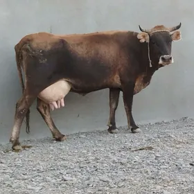Göleli Sygyr