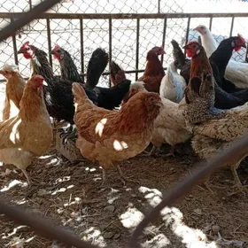 Sagdynja semizje towuklar