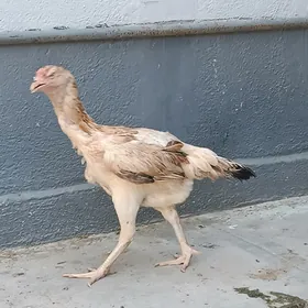 Taşkent towuklar