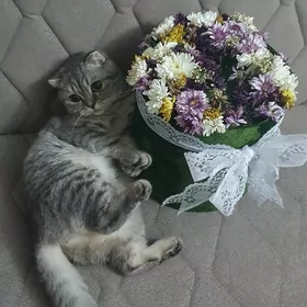 Шотландские котята