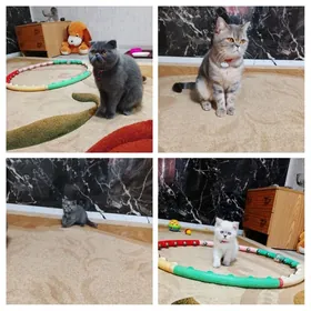 Шотландские котята