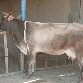 goleli