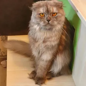 Шотландская кошка