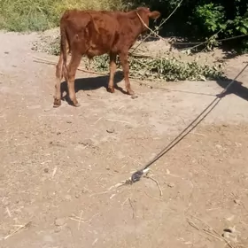 окузче