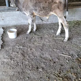 okuzce