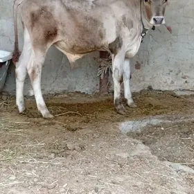siwes ökuz