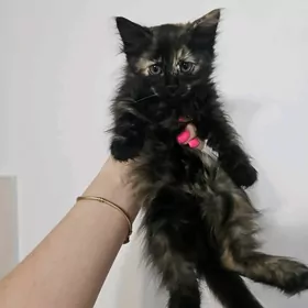 котенок