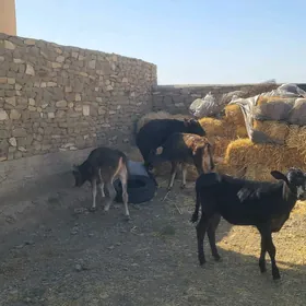 Göle