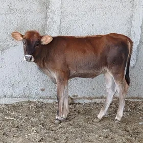 Tohum Tüwe