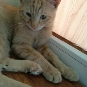 отдаю кота