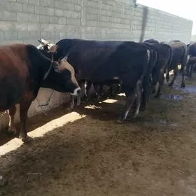 18 sany bakylan öküzler