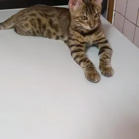 Бенгаль