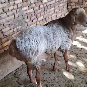 Kisar owgan goç