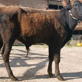 öküz